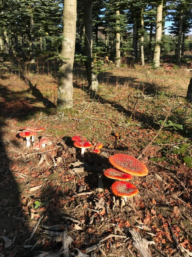 Landhaus Silbach Winterberg Eksteriør billede