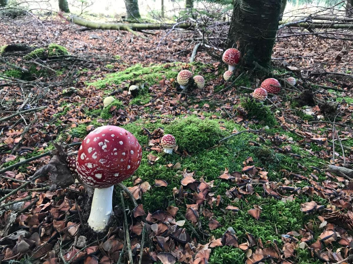 Landhaus Silbach Winterberg Eksteriør billede